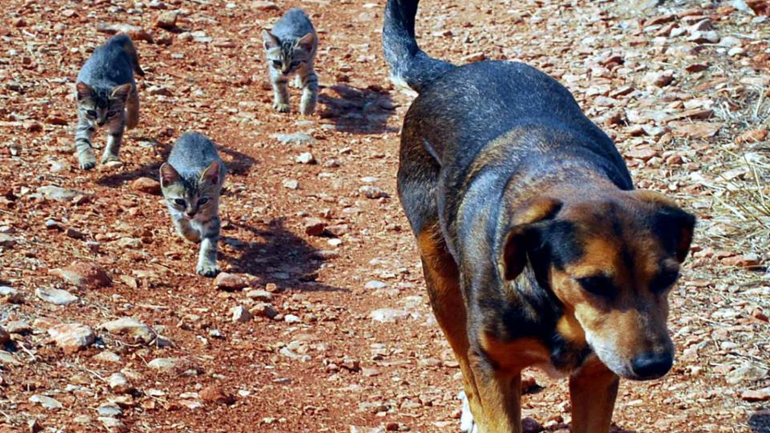 Καταφύγιο για τα αδέσποτα δημιουργεί ο Δήμος Αγρινίου