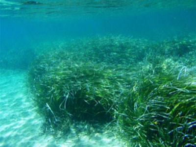 Η καταστροφή των φυκιών επιδεινώνει την κλιματική αλλαγή