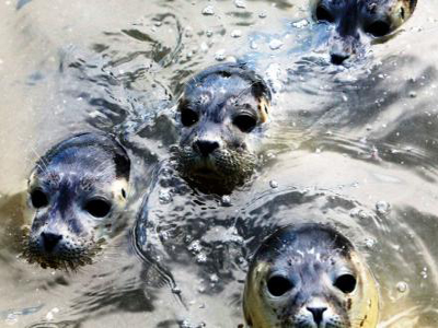 Μυστηριώδης ασθένεια σκοτώνει φώκιες της Αρκτικής