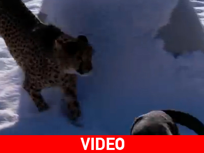 Σκύλος και γατόπαρδος παίζουν μαζί στο χιόνι