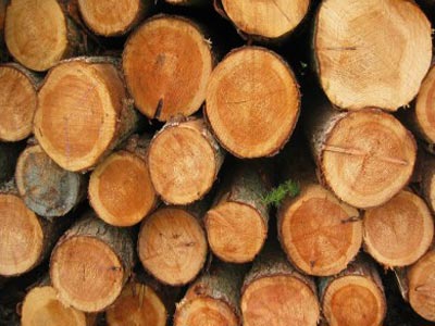 Παράνομη υλοτομία και στην Κρήτη