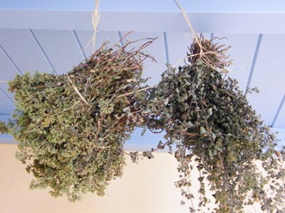 Ρίγανη: «Ασπίδα» προστασίας για τον οργανισμό