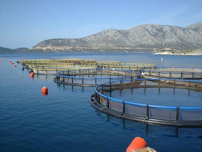 Έως τις 31 Ιουλίου τα προγράμματα για αλιεία και υδατοκαλλιέργειες