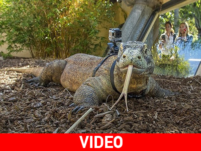 Εκπαιδεύοντας τον δράκο Komodo