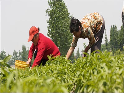 Στέβια: Όλη η γλύκα σε ένα φυτό