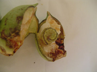 Επανεμφάνιση του πράσινου σκουληκιού στα Τρίκαλα