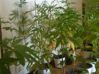 Kαλλιεργούσε κάνναβη σε αποθήκη