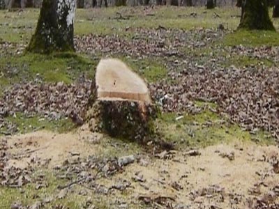 Παράνομες υλοτομήσεις σε άλσος της Καρδίτσας