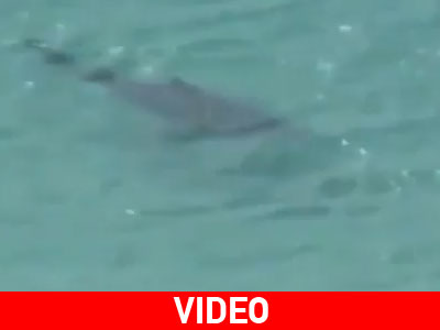 Καρχαρίας  επιτέθηκε σε κολυμβητή