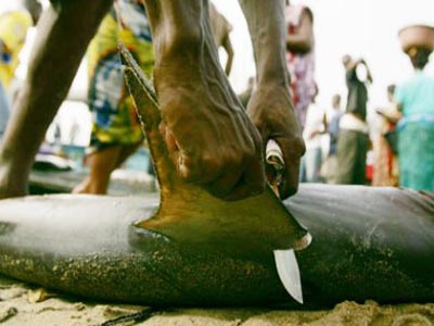 Τέλος στη σφαγή των καρχαριών βάζει η Ε.Ε.