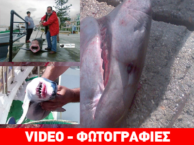 Καρχαρίες στις ελληνικές θάλασσες