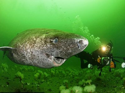 Φωτογράφισε τους καρχαρίες που σκορπούν χαμόγελα