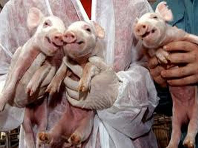 Απορρίπτεται ο πρώτος ευρωπαϊκός νόμος για τα τρόφιμα από κλώνους