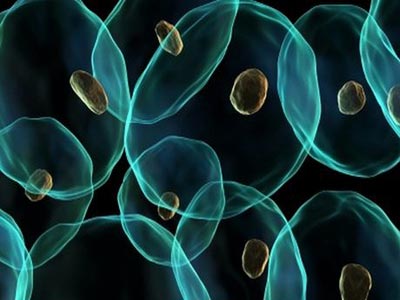 Ανακάλυψη – ορόσημο ανοίγει νέους δρόμους αναπαραγωγής