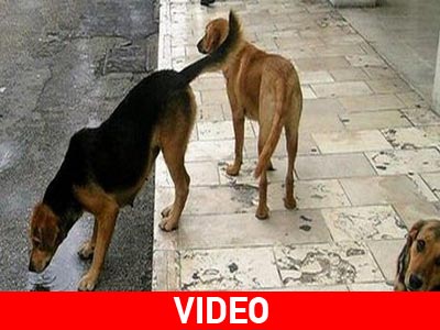 Γρεβενά: Συνεχόμενοι θάνατοι αδέσποτων από φόλες