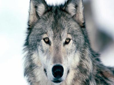 Ο γκρίζος λύκος επέστρεψε στην Καλιφόρνια