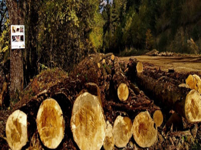 Bόλος: Με κοινωνικά κριτήρια η διάθεση ξύλων