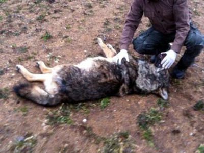 Νεκρός λύκος από δηλητηριασμένο δόλωμα