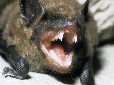 Φονική ασθένεια σαρώνει τις νυχτερίδες