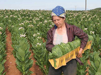 Πρόγραμμα πρόωρης συνταξιοδότησης καπνοπαραγωγών