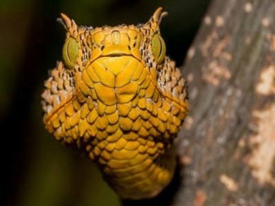 Νέο είδος οχιάς ανακαλύφθηκε στην Τανζανία