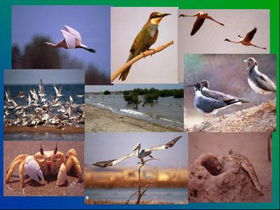 Ποια είδη πουλιών απειλούνται προς εξαφάνιση στην Ελλάδα Ποια είδη πουλιών απειλούνται προς εξαφάνιση στην Ελλάδα