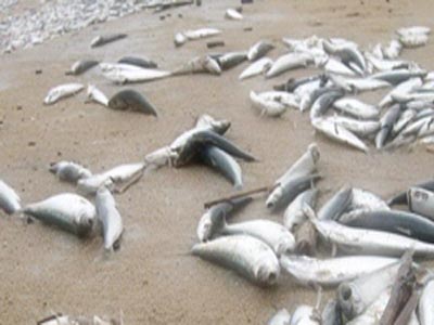 Λευκάδα: Mαζικοί θάνατοι ψαριών στο Ιόνιο