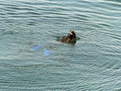 Βρέθηκε νεκρός ψαροντουφεκάς