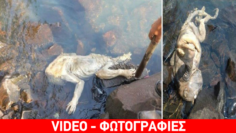 Μυστηριώδες πλάσμα ξεβράστηκε σε ακτή της Ουρουγουάης