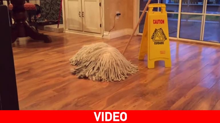 Eίναι σκύλος  ή σφουγγαρίστρα ;