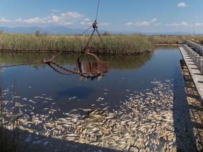 Ξεκίνησε η περισυλλογή των νεκρών ψαριών στη λίμνη Ισμαρίδα