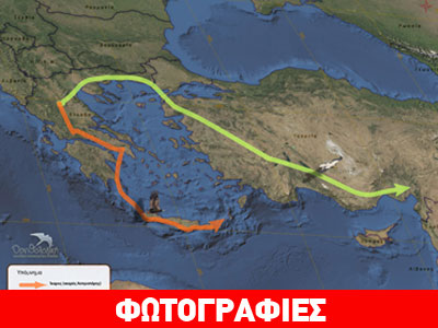 Οι ασπροπάρηδες υπό… δορυφορική παρακολούθηση