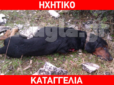 «Μαφιόζικη» δολοφονία κυνηγόσκυλου από… κυνηγούς