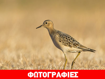 Αναπάντεχη «προσγείωση» σπάνιου πτηνού στο «Ελευθέριος Βενιζέλος»