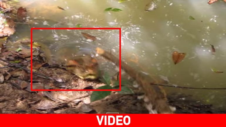 Δείτε τι έπαθε ένας τύπος που τα έβαλε με ανακόντα