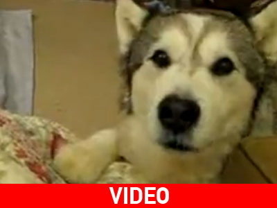 O σκύλος με την μπάσα φωνή