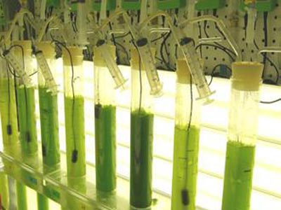 Βιοκαύσιμα από φύκια απειλούν την κυριαρχία του πετρελαίου