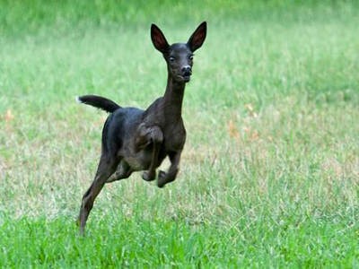 To σπάνιο μαύρο ελάφι