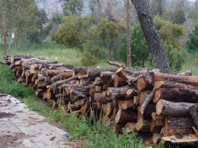 Παράνομοι υλοτόμοι καταστρέφουν τα δάση της Ηπείρου