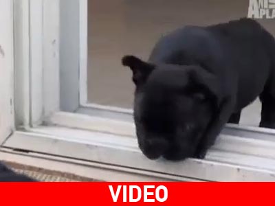 Όταν τα κουτάβια μαθαίνουν καινούρια πράγματα