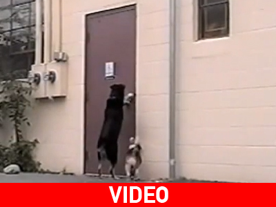 O φίλος μου ο…σκύλος O φίλος μου ο…σκύλος