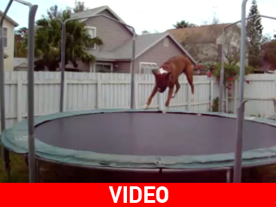 Το μπόξερ λατρεύει το τραμπολίνο Το μπόξερ λατρεύει το τραμπολίνο