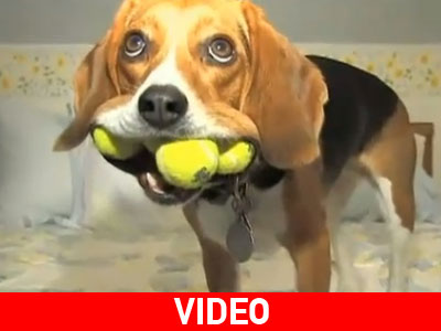 Το σκυλί με το μεγάλο στόμα