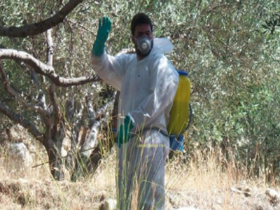 Ν. Αιγαίο: Ξεκίνησαν οι ψεκασμοί κατά του δάκου