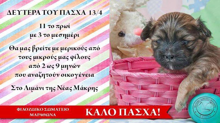 Το Φιλοζωϊκό Σωματείο Μαραθώνα σε προσκαλεί να υιοθετήσεις ένα αδέσποτο!