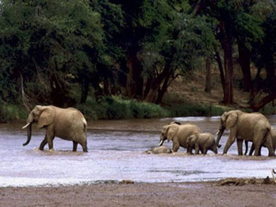 Κένυα: Λαθροκυνηγοί σκότωσαν ολόκληρη οικογένεια ελεφάντων