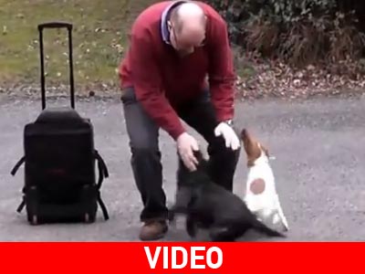 Οι αντιδράσεις των σκύλων όταν επιστρέφει ο ιδιοκτήτης τους