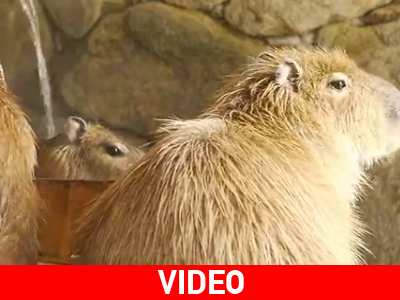 Τα καπιμπάρα απολαμβάνουν το ζεστό μπάνιο τους