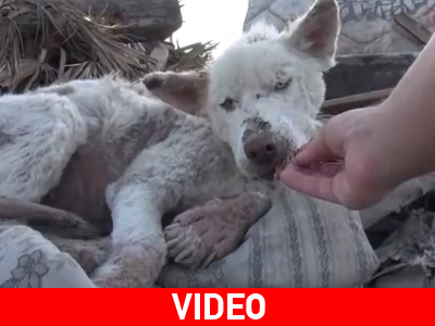 Η διάσωση ενός αδέσποτου σκύλου που ζούσε σε σκουπιδότοπο