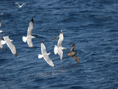 Μεσσηνία: Απελευθερώθηκαν ασημογλάροι  που είχαν τραυματιστεί